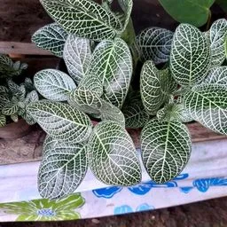Fittonia
