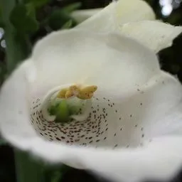 Foxglove
