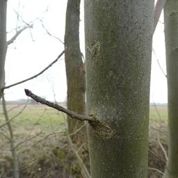 European ash