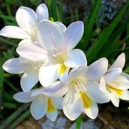 Freesias