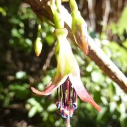 Fucsias