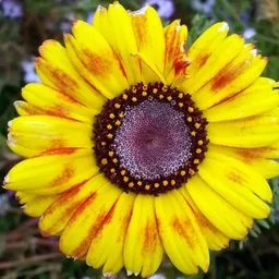 Gaillardes