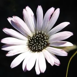 Gerbera