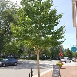 Ginkgo biloba