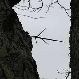 Gleditschie