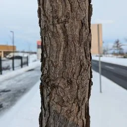 Gymnocladus dioicus