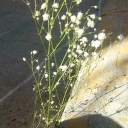 baby's-breath