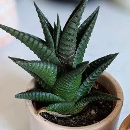 Zebra plant
