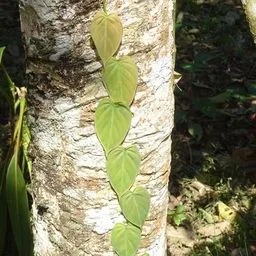 Philodendron