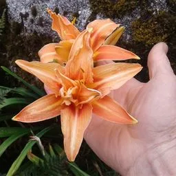 daylilies