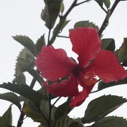 Hibiscus