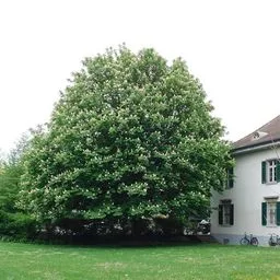 Horse chestnut
