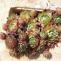 Cincizecime