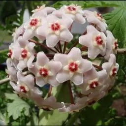 wax plant