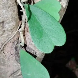 Hoya kerrii