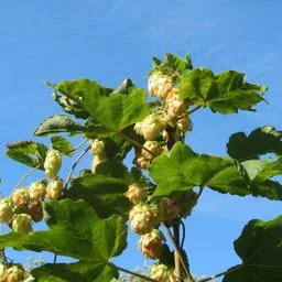 Lúpulo