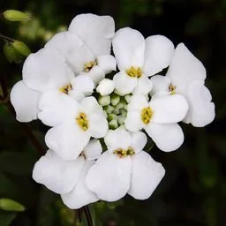 Iberis sempervirens