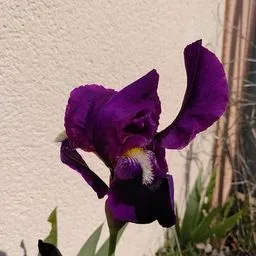 Bart-Iris