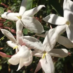 Pink jasmine