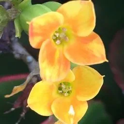 Kalanchoe