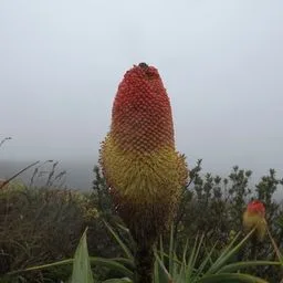 Pokers