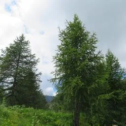 Alerce europeo