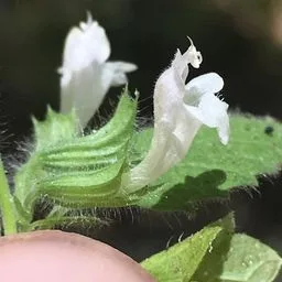 Roiniță