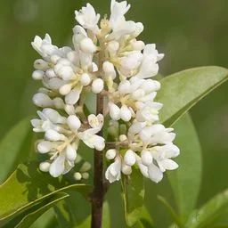 Ligustrum vulgare