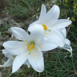 Madonna lily