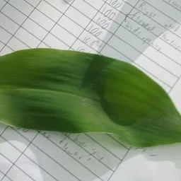 Lily of the valley