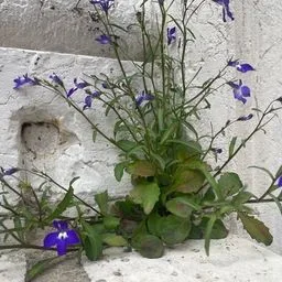 Garden Lobelia