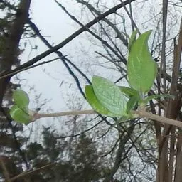 honeysuckles