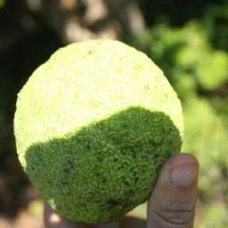 Maclura pomifera