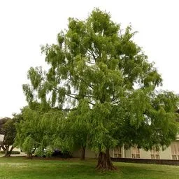 dawn redwood