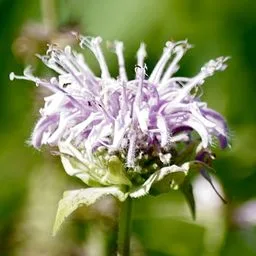 beebalms and bergamots
