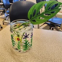 Monstera adansonii