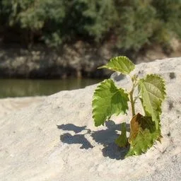 Gelso bianco
