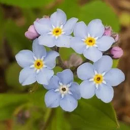 Myosotis