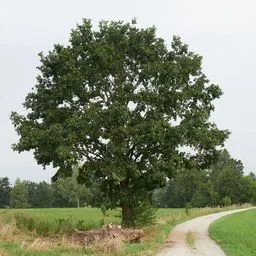 Roble