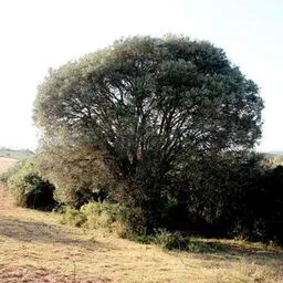 Olivo