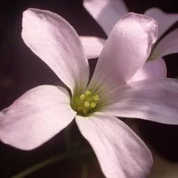 Trébol morado