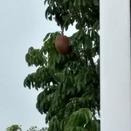 Pachira