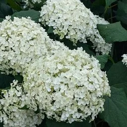 Panicle hydrangea