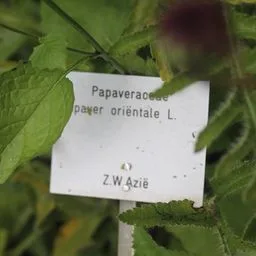 Amapola oriental