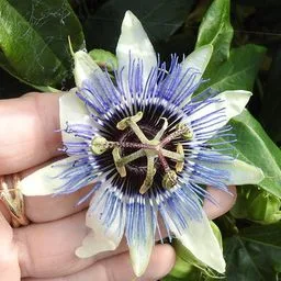 Passionsblume