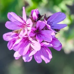 Geranium