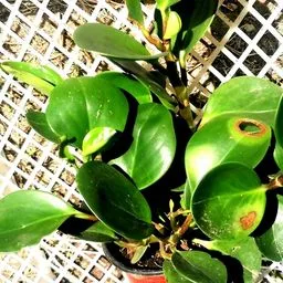 Peperomia