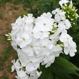 Flox