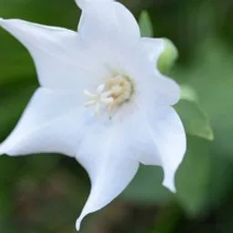 Campanilla china