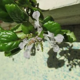 Whorled plectranthus